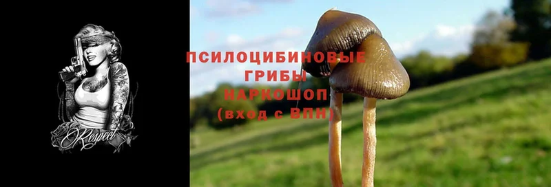 купить наркоту  Спасск-Рязанский  Галлюциногенные грибы Cubensis 